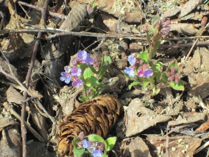 Медуница неясная в апреле (фото из архива автора)
