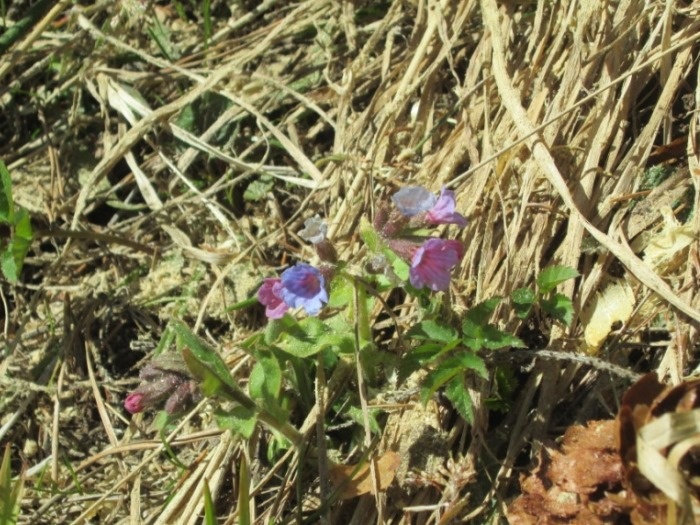А это уже конец апреля. Цветёт медуница неясная (фото из архива автора)
