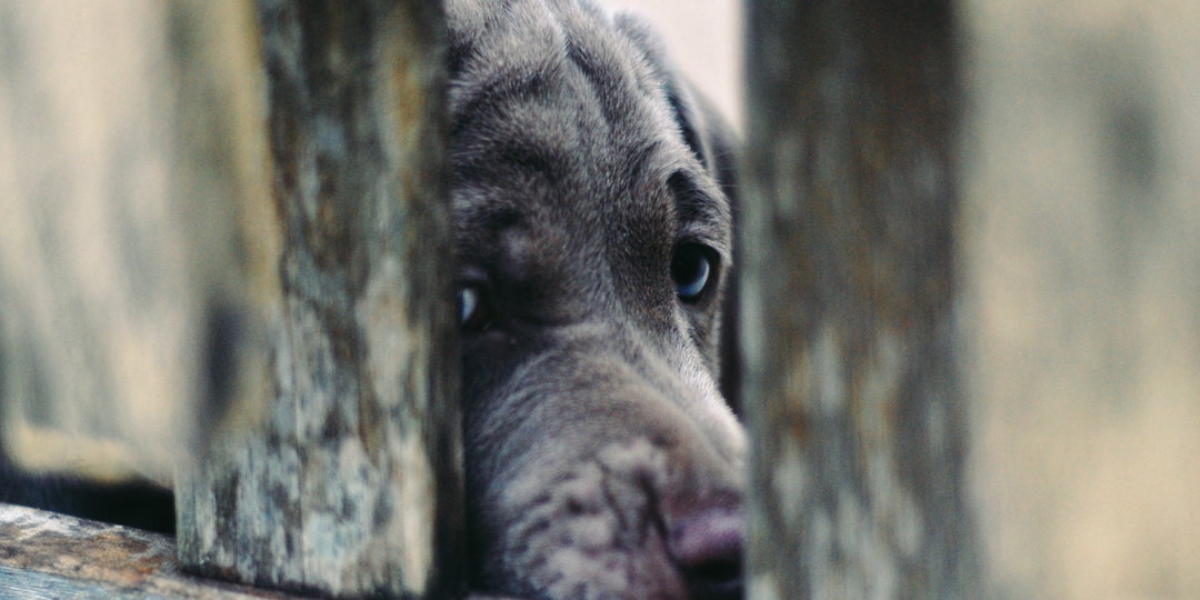 Визг в купе и слёзы хозяйки: как собака Мышка нашла свою «маму» в поезде