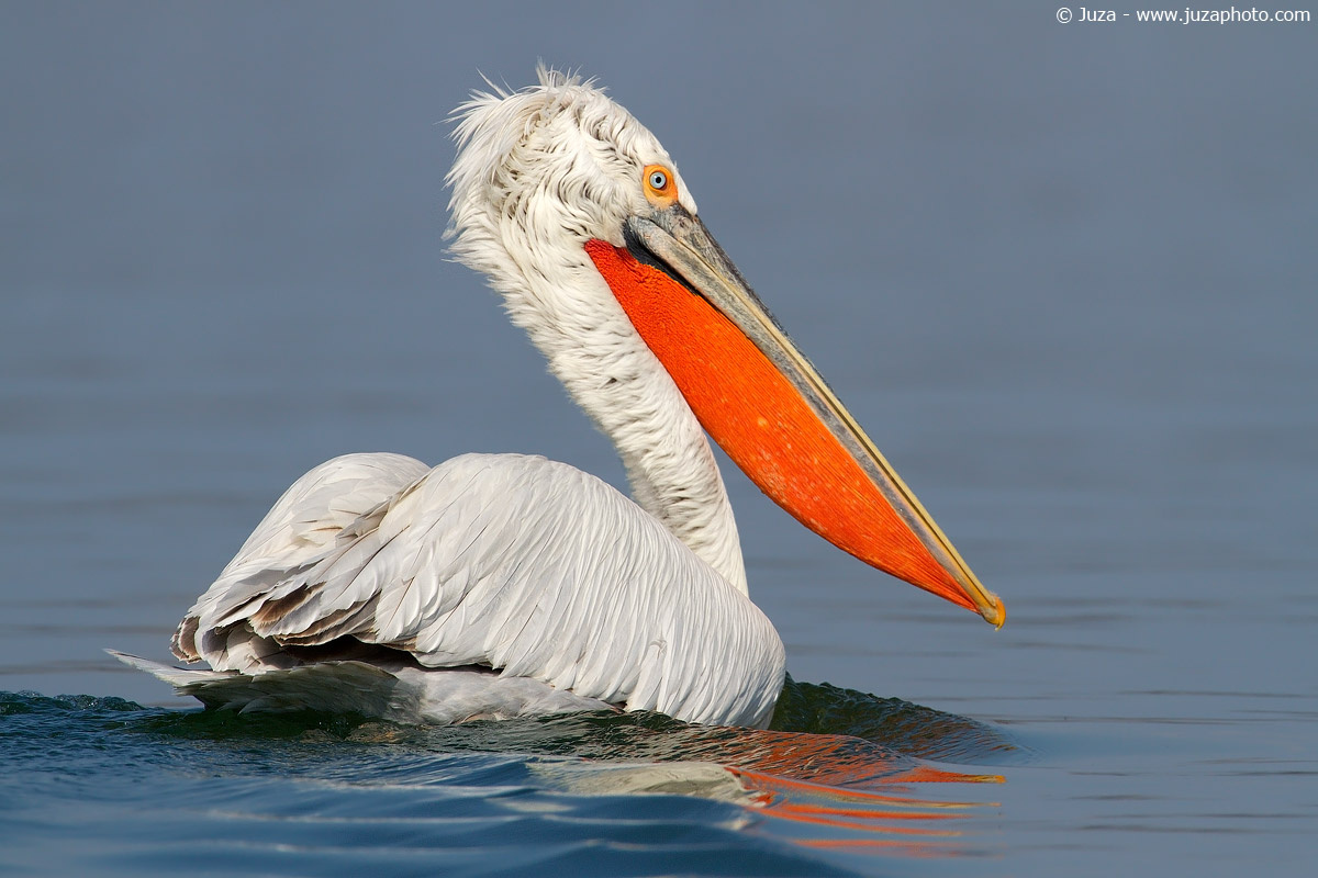 Фото с сайта: https://www.juzaphoto.com/galleria.php?t=37016&l=en