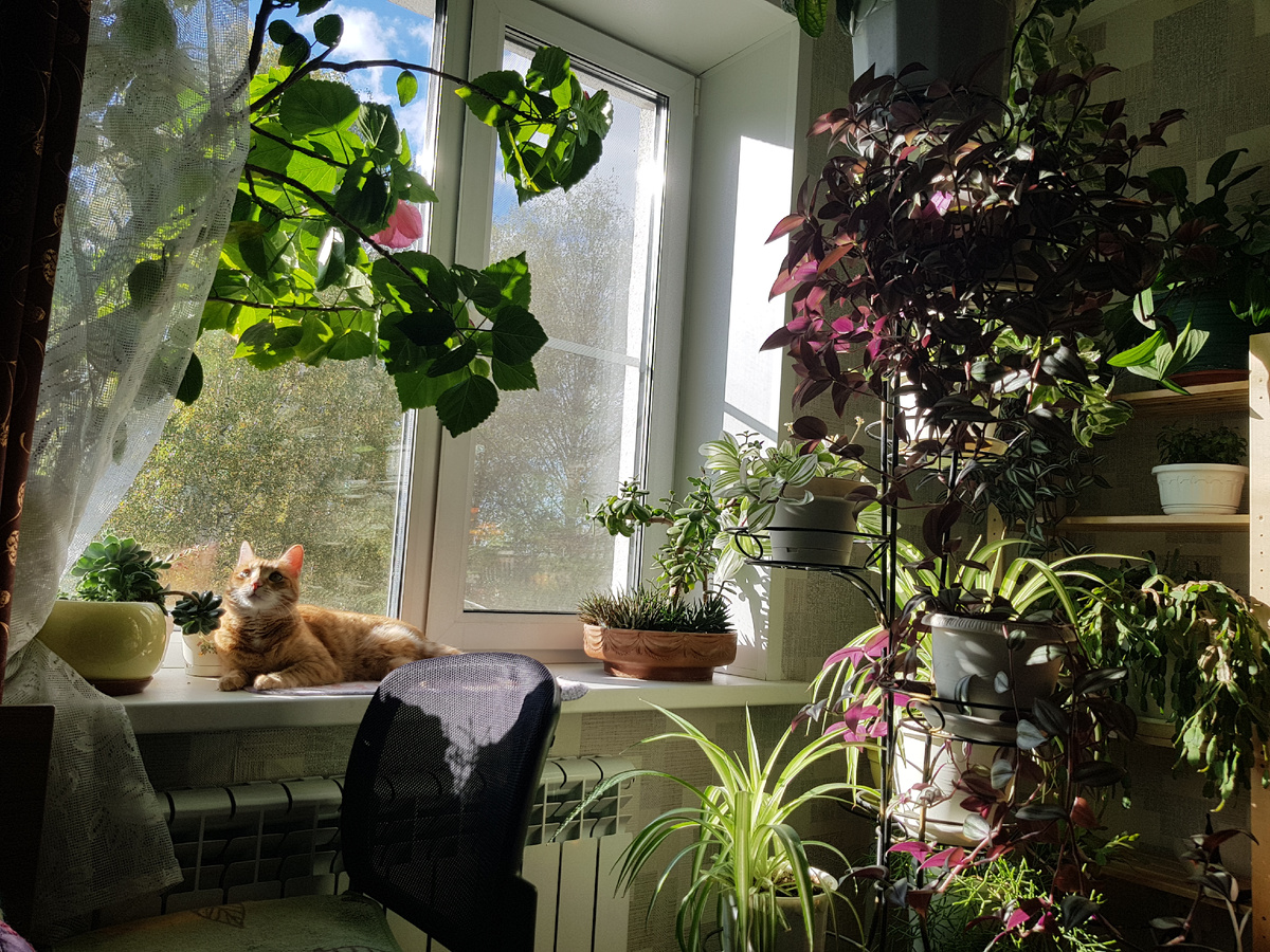 Мои цветочки