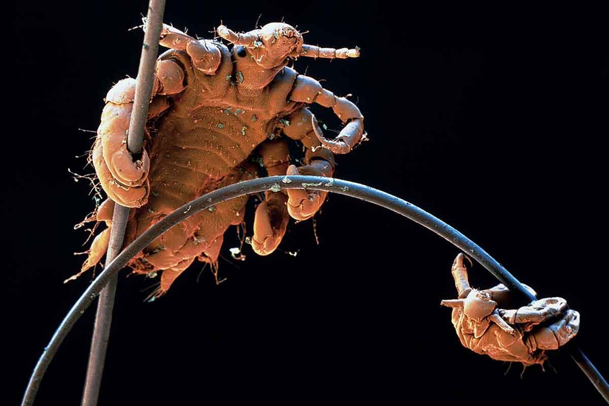 Фото с сайта: https://www.newscientist.com/article/mg23130800-600-ancient-rome-the-empire-that-cleaned-up/?cmpid=SOC%7CNSNS%7C2016-GLOBAL-hoot