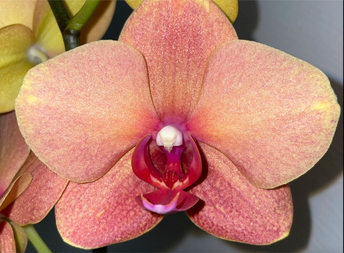 Моя орхидея Phalaenopsis Surf Song / Фаленопсис Песнь Прибоя. Орхидеи С Еленой Кузнецовой