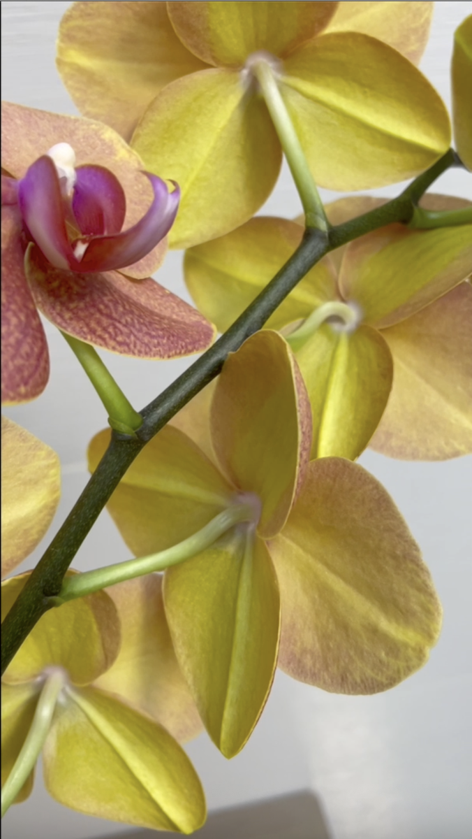 Моя орхидея Phalaenopsis Surf Song / Фаленопсис Песнь Прибоя. Орхидеи С Еленой Кузнецовой