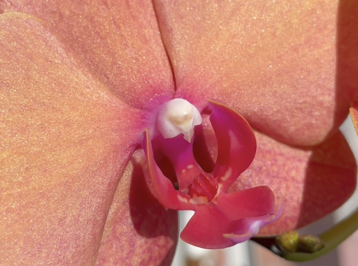 В цветах этой орхидеи живет СОЛНЦЕ