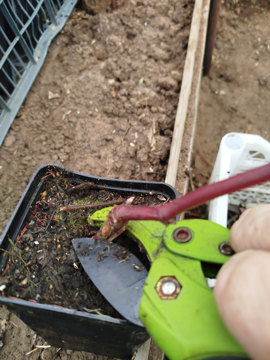 Под корешок.