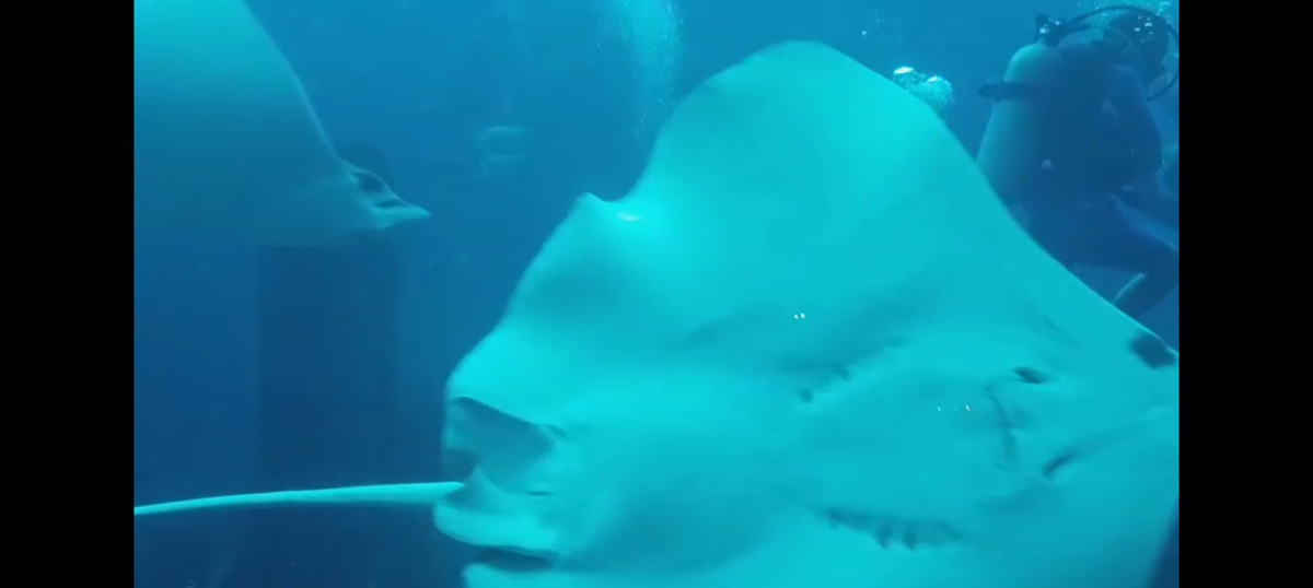 Дйверы в окенариуме - персонал отеля