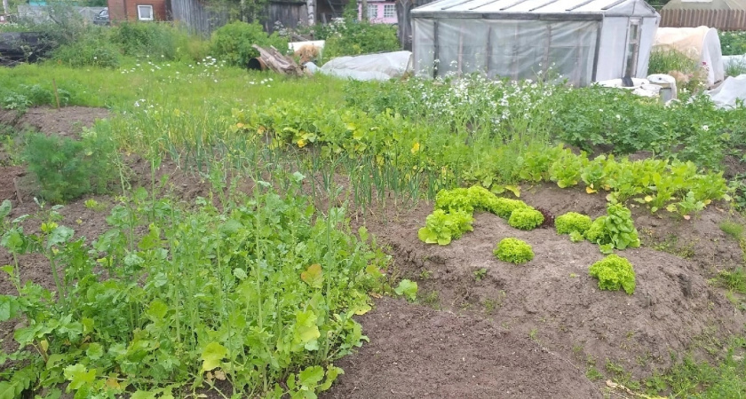    Узнала, как умные дачники греют теплицу - и ахнула. Жаль, что сама не додумалась - клевый лайфхак без проводов и пушек