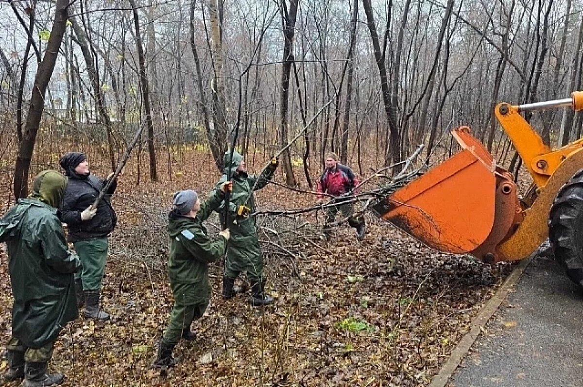    В Непейцевском дендропарке начали вырубку деревьев