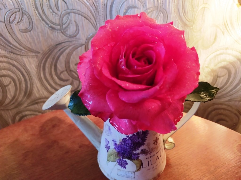 Розы сорта Шарль де Голь цветут практически до снега и даже под первым снегом...