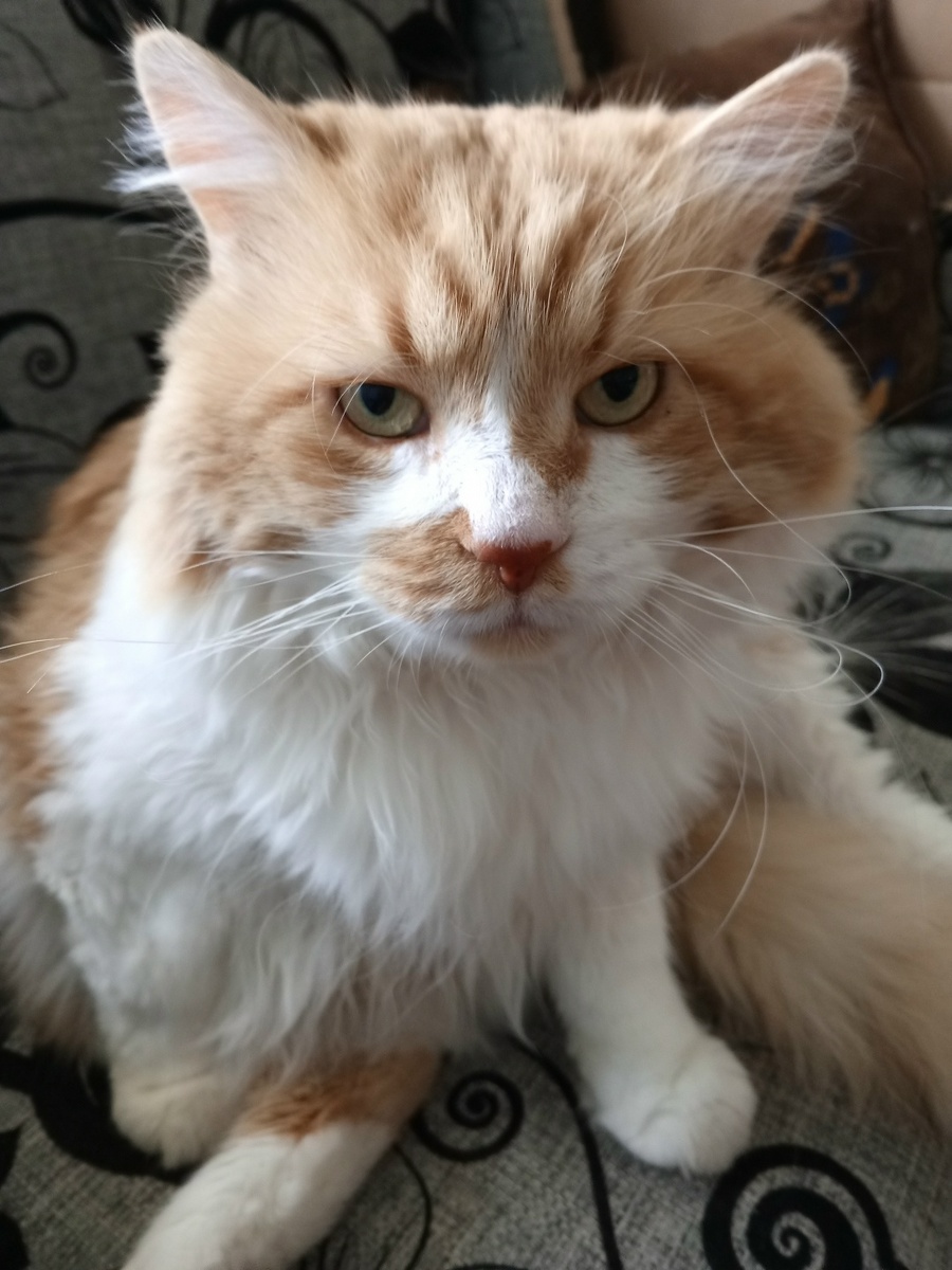 Кот ФОКС поэтессы Натальи Пономарёвой NAT