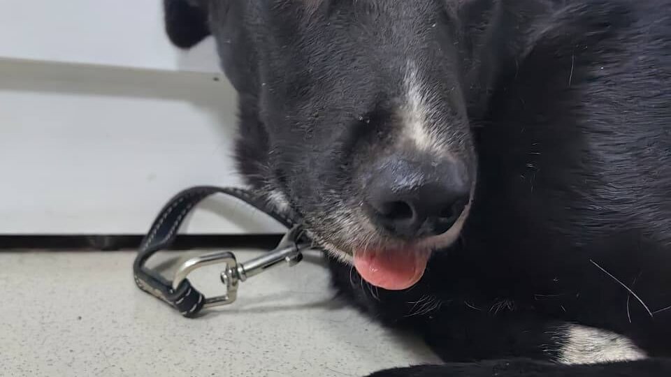 Олафа спасли с приграничья, но сейчас он опять на грани жизни и смерти.