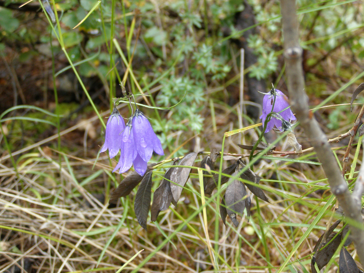 Красота и любовь - естественные состояния Души