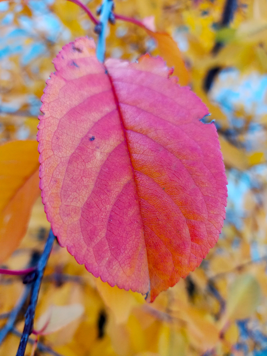 Последние листочки ноябрьской золотистой осени фото автора 