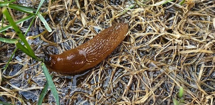    Фото: Лукьянов Дмитрий, AgroXXI.ru