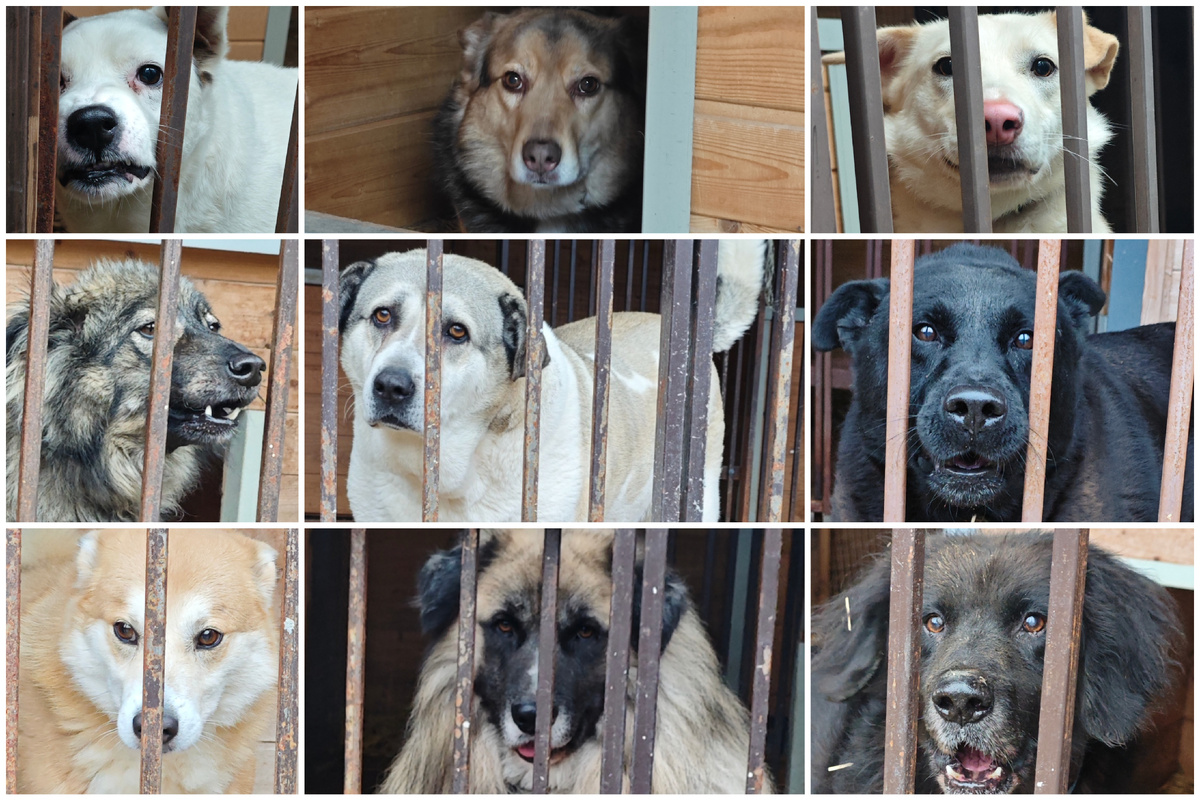 Степа, Шарм, Злата, Егорка, Бэлла, Блэк, Джин, Мишутка, старичок Гранд💔