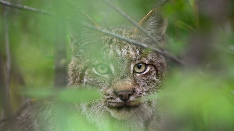    Фото: Scalia Media/Shutterstock/Fotodom