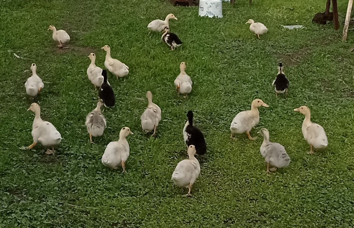 Весной они такие. И травка ещё живая. 