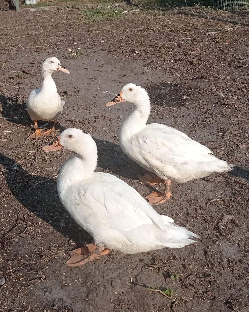 Осенью такие. И траву сожрали, и землю затоптали до состояния асфальта.