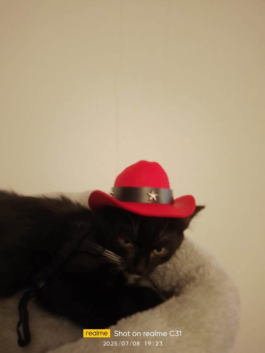 В начале дом нашел Мишка, но его хозяйка не могла забыть его брата Сёму 