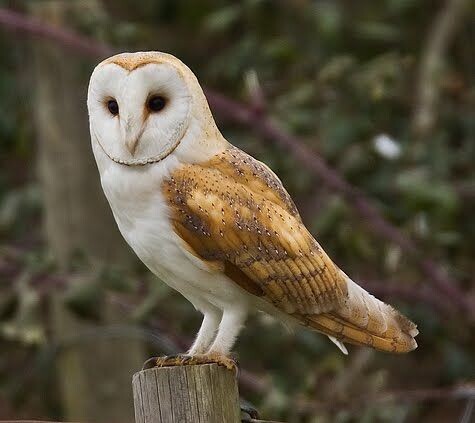 Фото из интернета, интересные факты о сипухе.