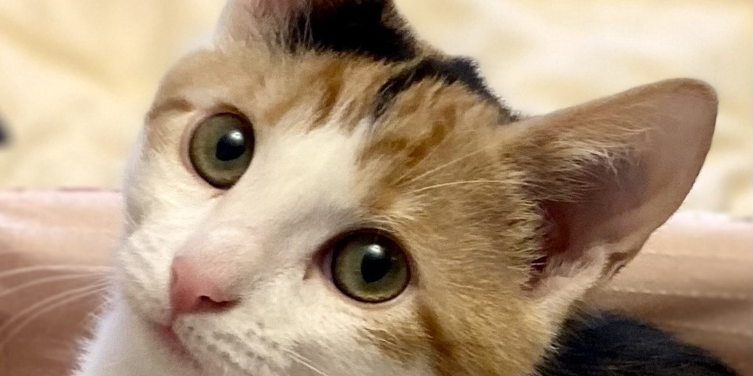 Кошечка ПЭТ ищет дом🏡