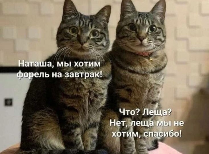 Мемы с котиками, смешная подборка для хорошего настроения