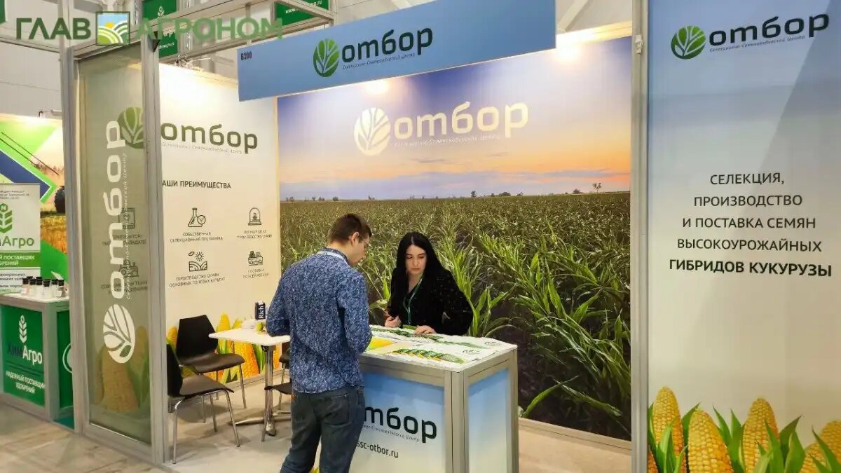 Фото:© Артем Борисов / Glavagronom.ru
СЦЦ Отбор представил на выставке гибриды кукурузы ВЕРШИНА и ЗЛАТА