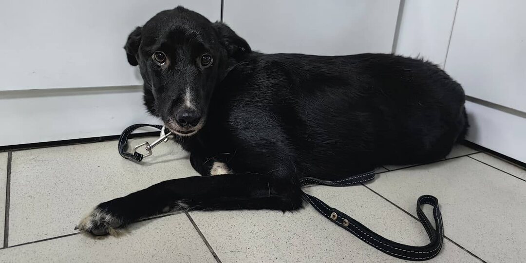 Мы не знаем помните ли вы Олафа? Песика, которого спасли из приграничья