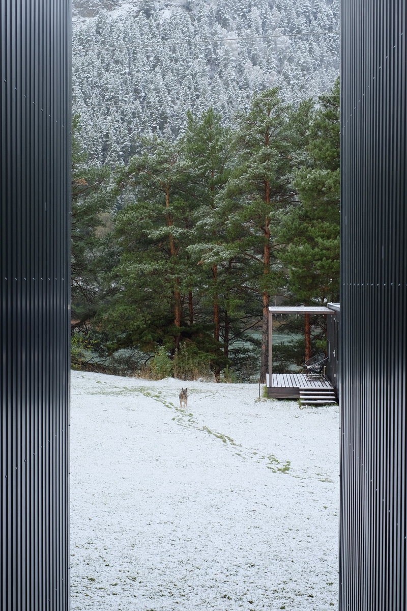 Уже знакомый местный пёс. Да, в октябре здесь выпал снег.