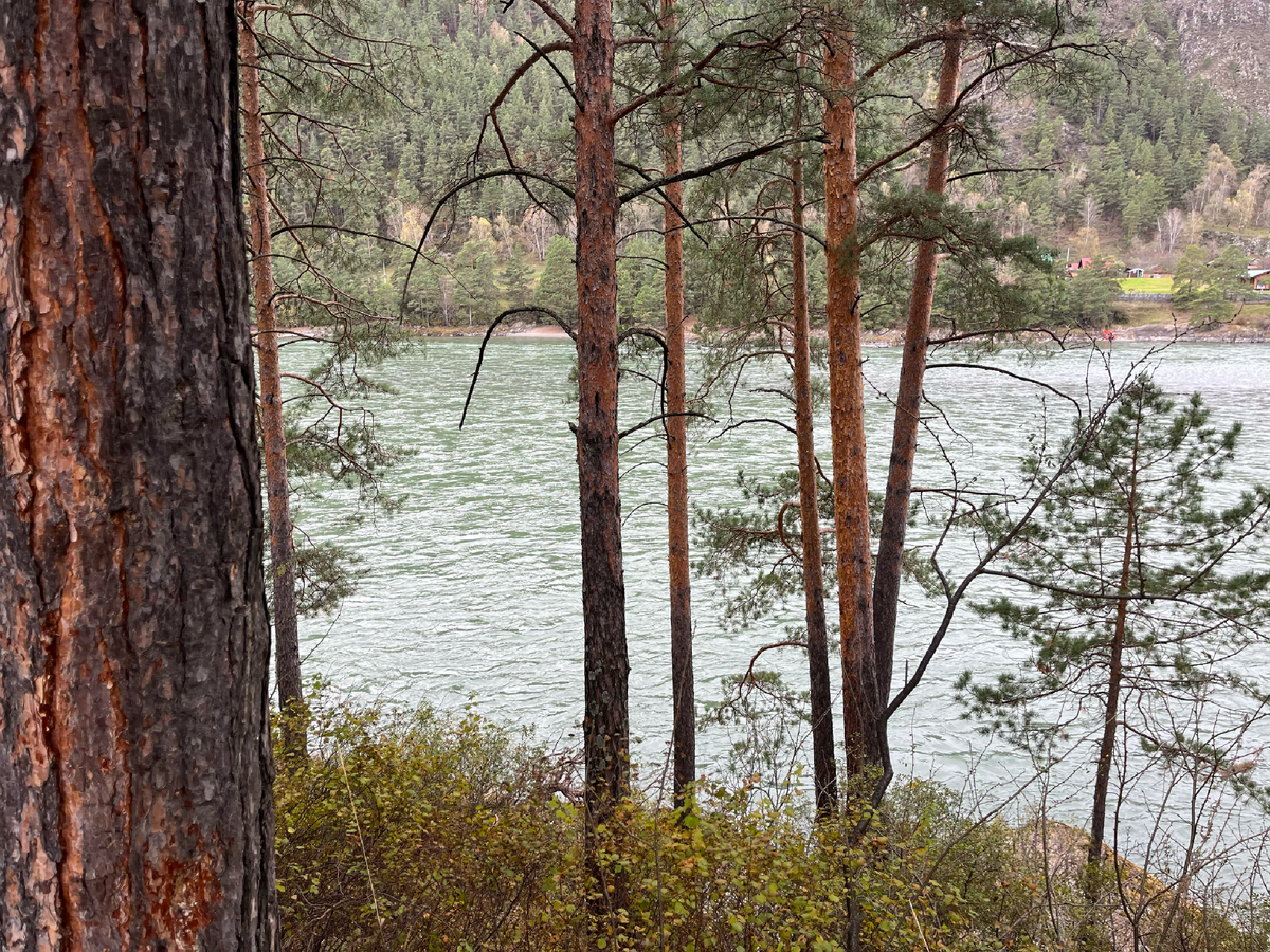 Рядом с домиками у реки. Внизу Катунь.