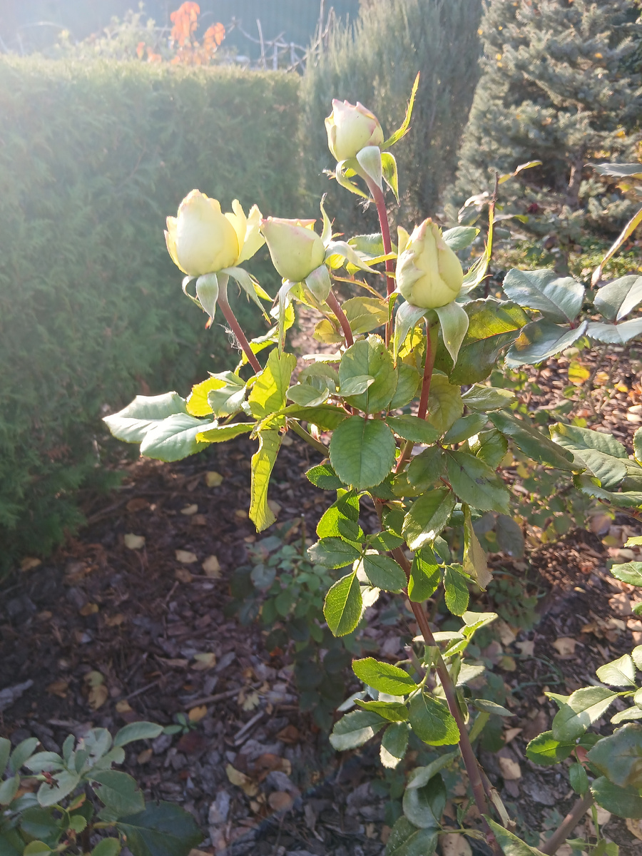 Розы в моем саду 8 ноября 2025