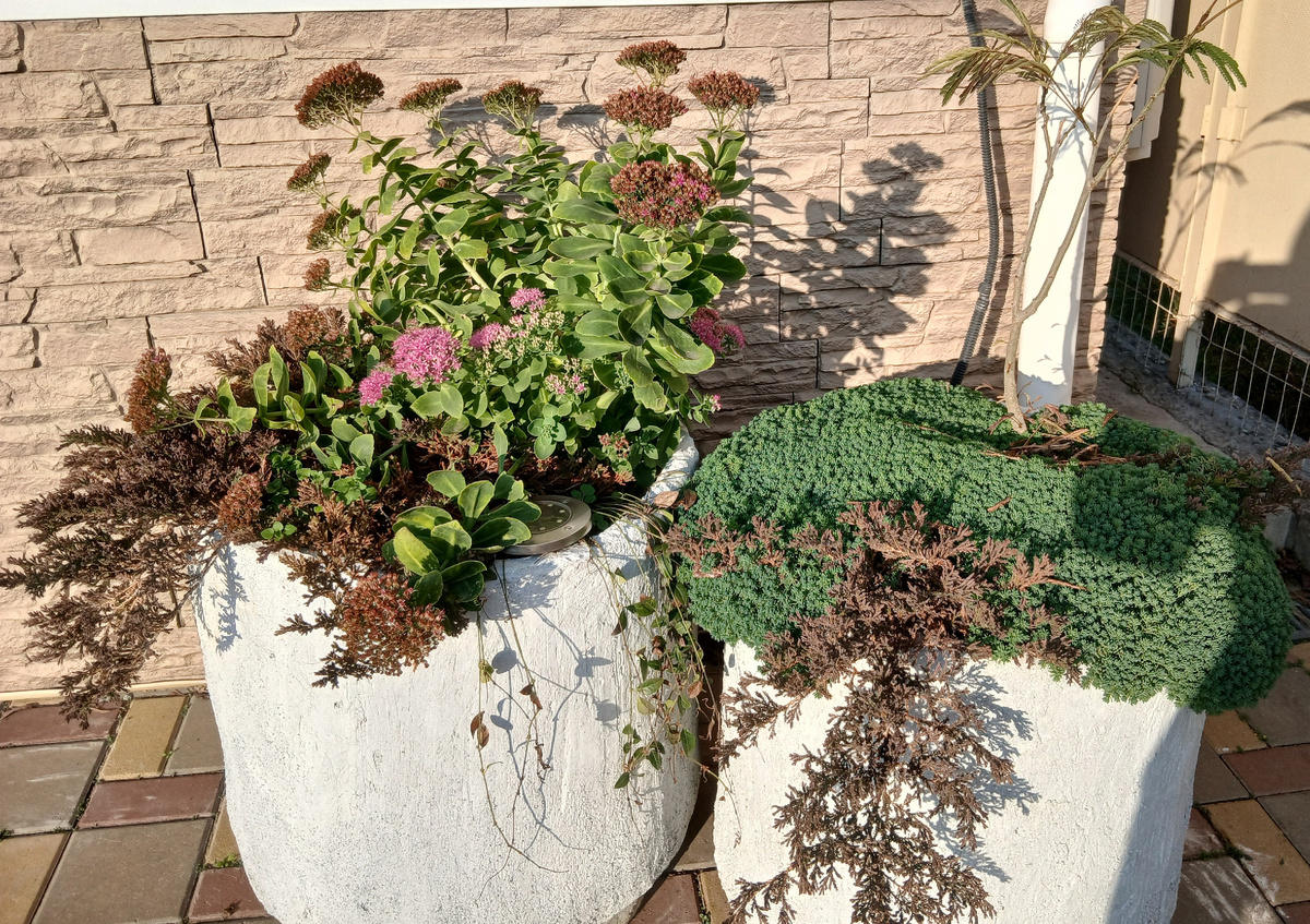 Мой сад ноябрь 2025г.