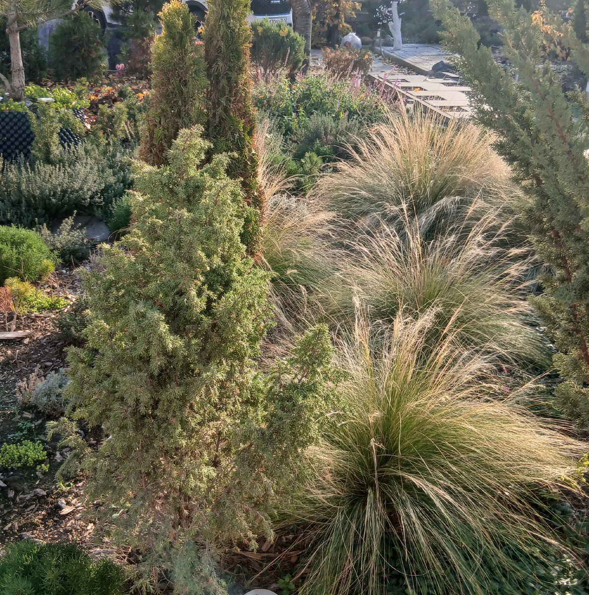 Мой сад ноябрь 2025г.