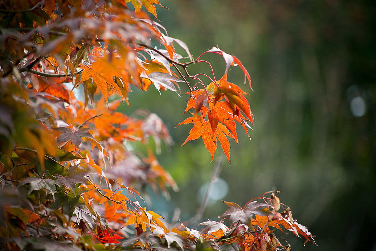 Листайте вправо, несколько фото. Автор фото Елена Якимова / Greenfingers