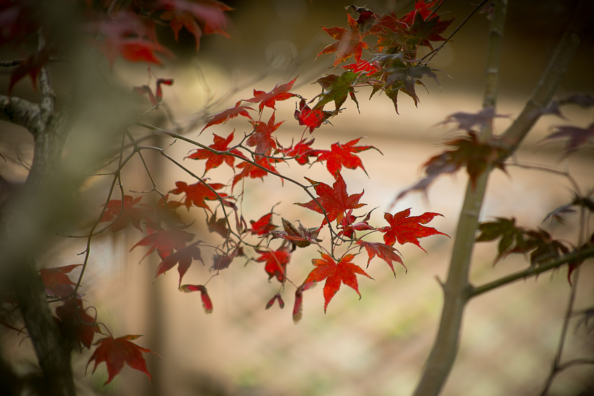 Листайте вправо, несколько фото. Автор фото Елена Якимова / Greenfingers