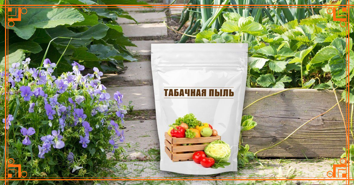 Фото из Интернета. табачная пыль для чего применяется в огороде