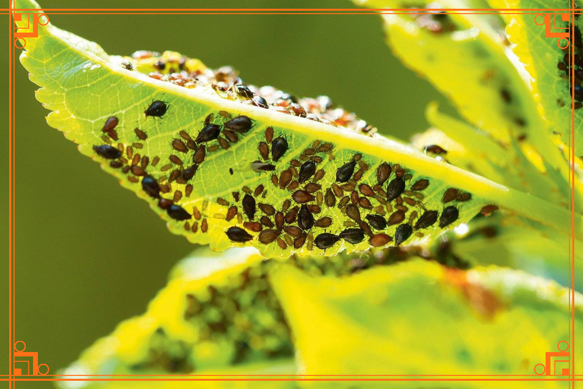 Фото из интернета. виды тли на листьях