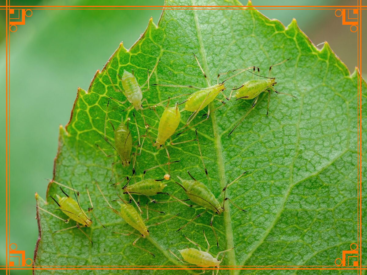 Фото из интернета. как вывести тлю