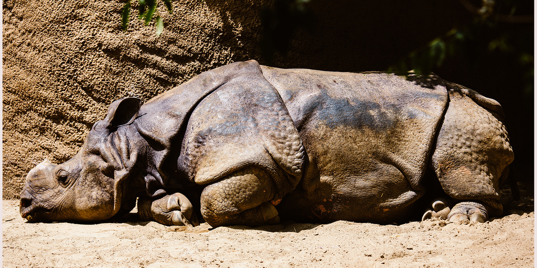 Зоопарк Ла-Ла Ленда...