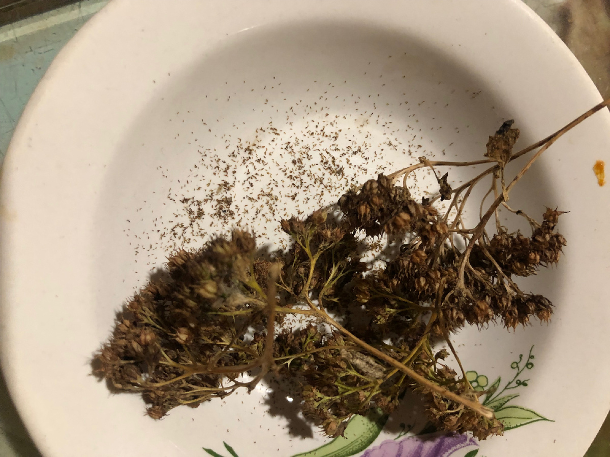 Семена очистка тополелистного