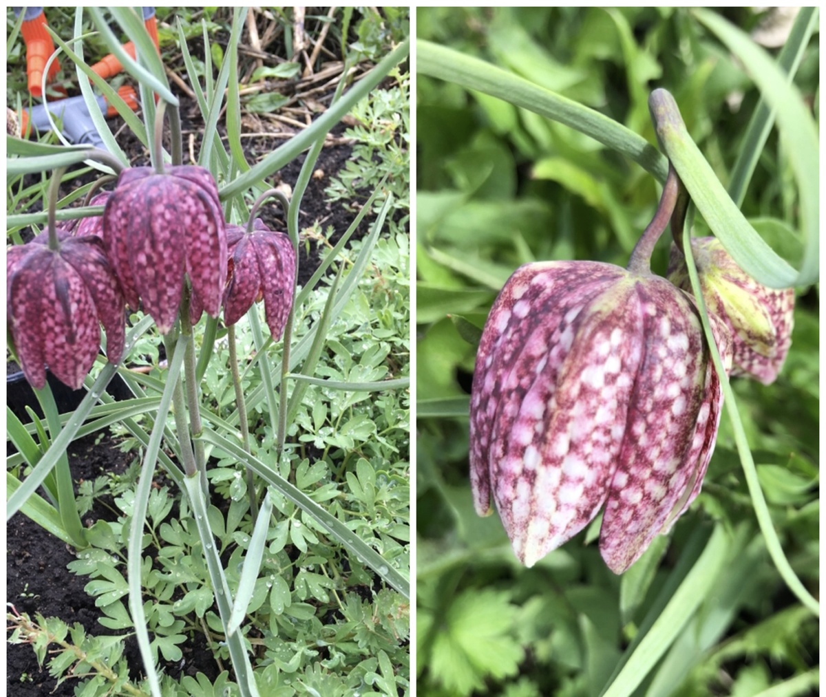 Цветовые вариации