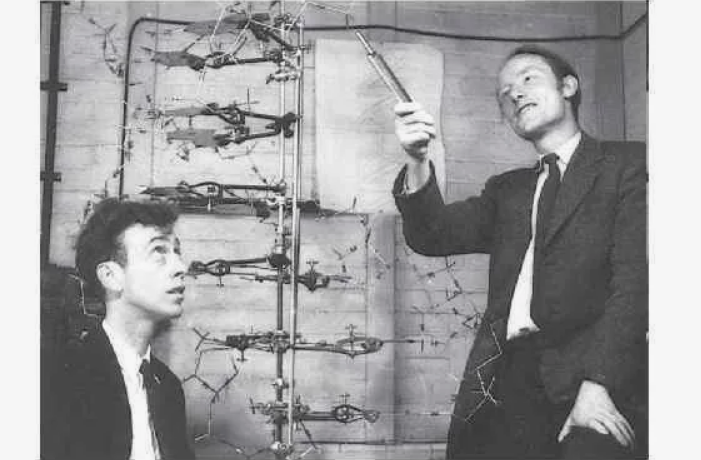 Джеймс Уотсон и Фрэнсис Крик с наглядной моделью двойной спирали ДНК в 1953 году.