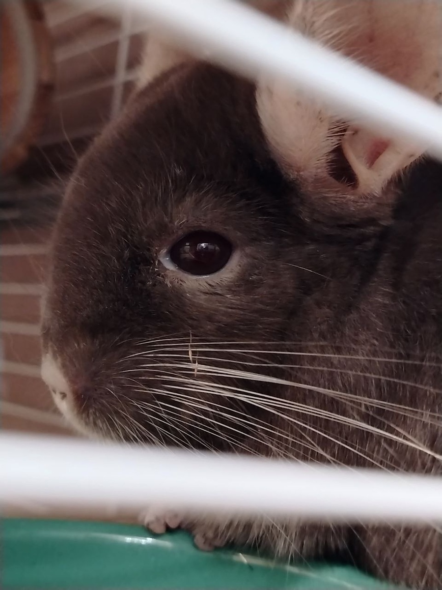 Белое выделение у Финика в уголке глаза - это дакриоцистит