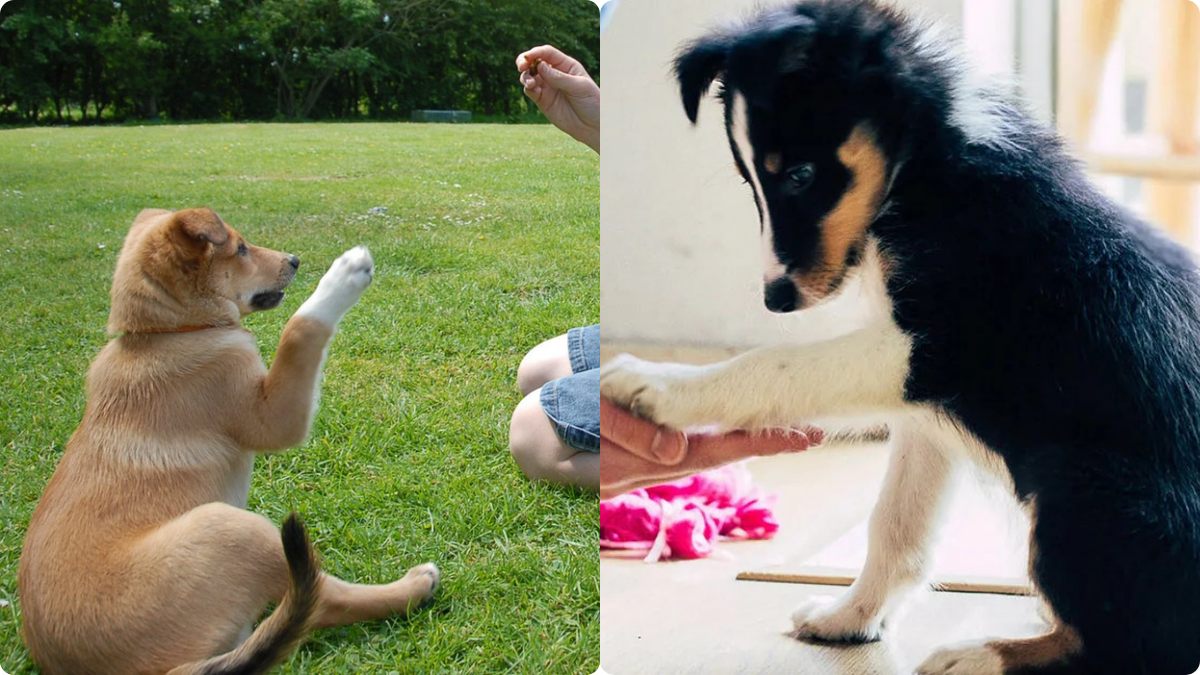 Щенки учатся