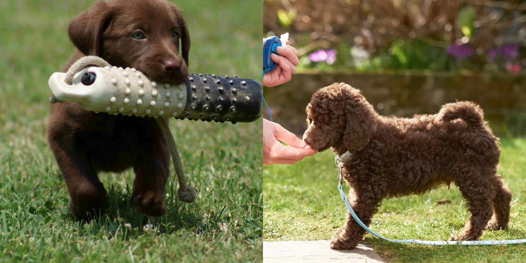 С чего начать: простые команды для обучения щенка