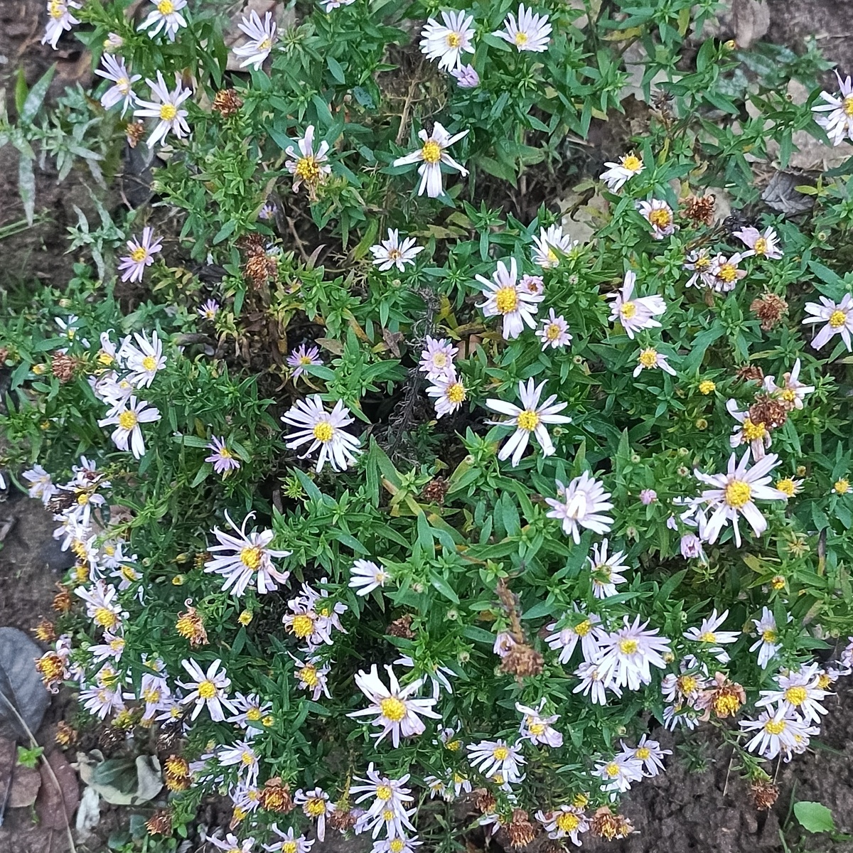 Мои последние цветочки и то уже отцветают .