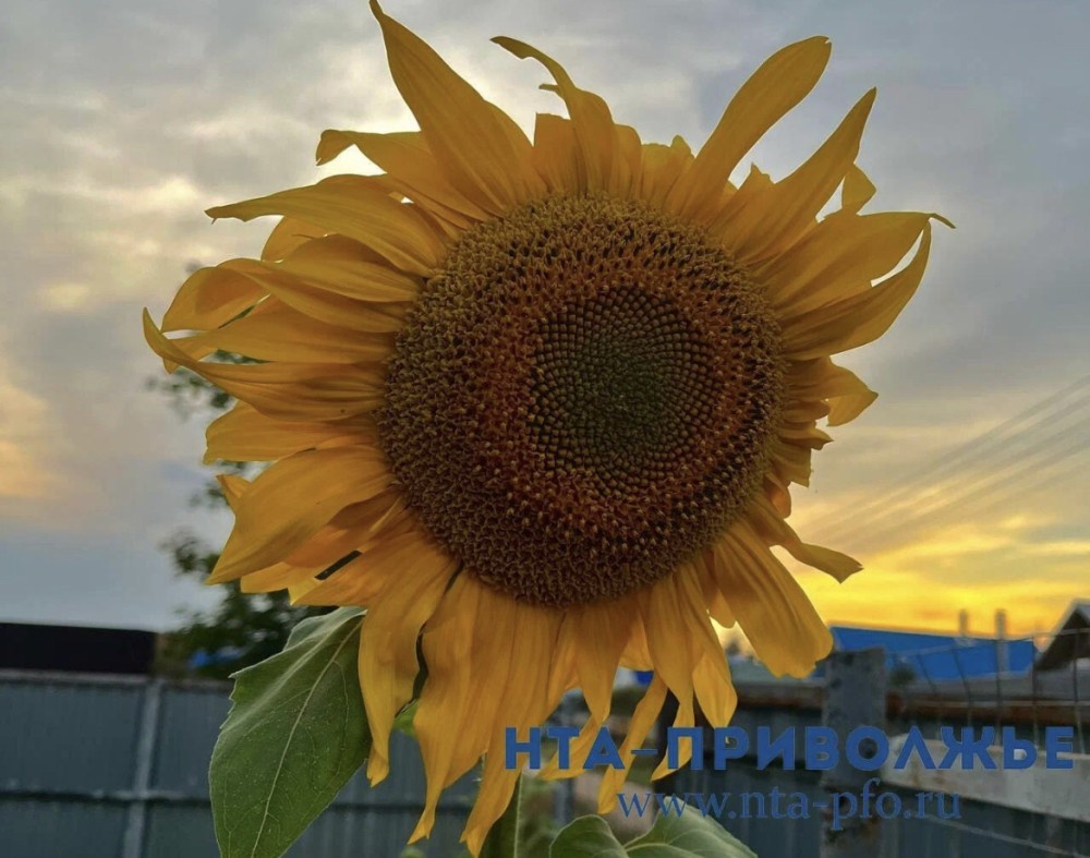    Саратовская область вновь стала лидером по сбору подсолнечника в ПФО