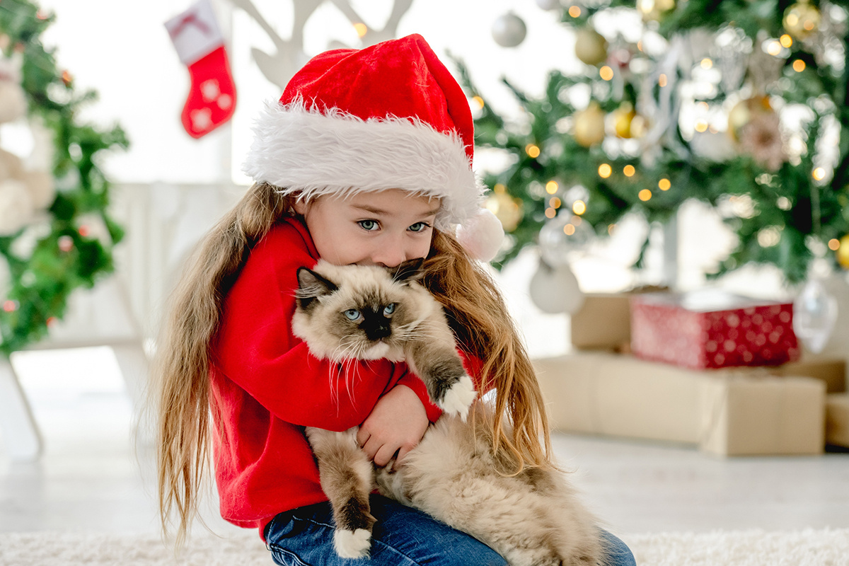 T.Vyc / Shutterstock / FOTODOM📷Рэгдолл