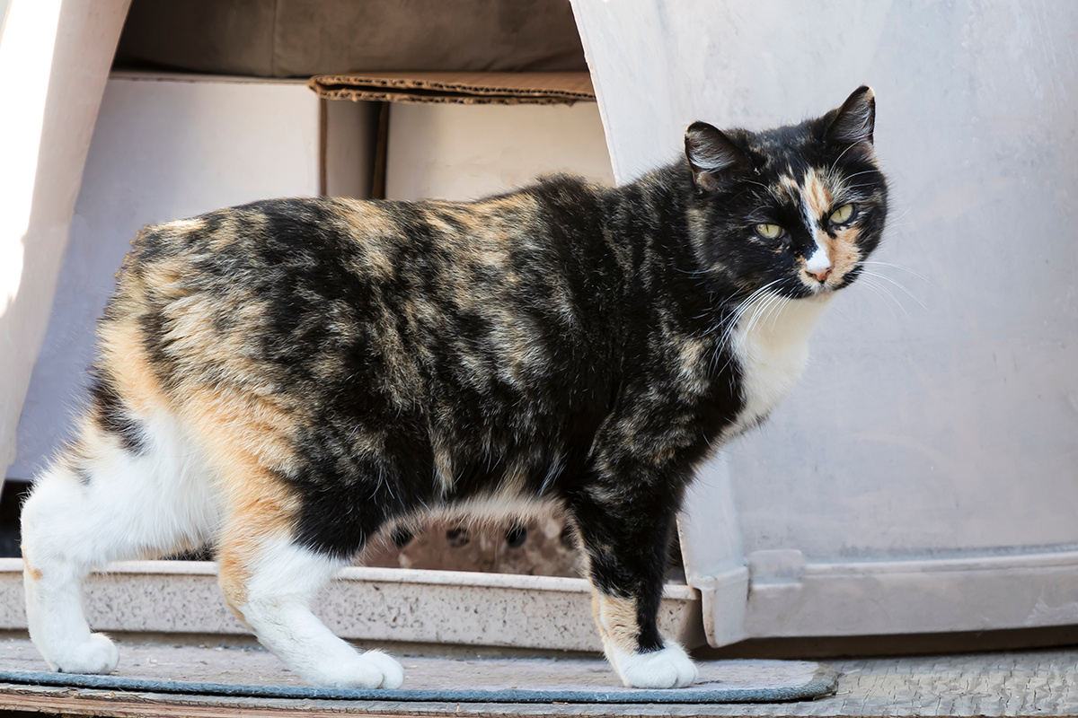 PradaBrown / Shutterstock / FOTODOM📷Мэнкс